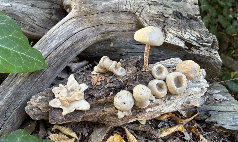 Unser neues Herbstprojekt im Oktober/November, schnell buchen!