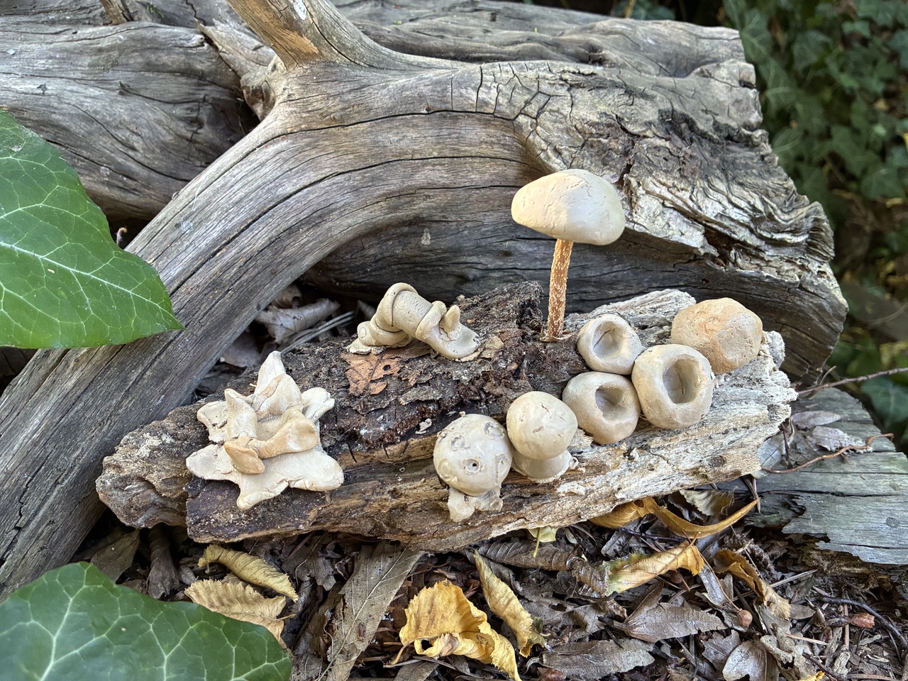 Unser neues Herbstprojekt im Oktober/November, schnell buchen!